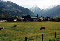 Австрийский пейзаж. Май 2003 г. Курорт Целль-ам-Зее - Капрун / Австрия.