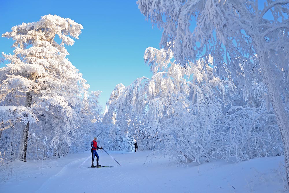 Лыжня в заснеженном лесу