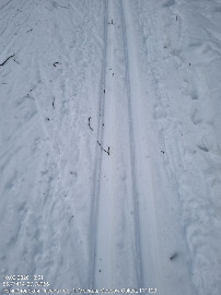 Пятерка за пасекой...