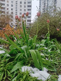 В юном месяце апреле...