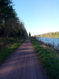 Примечательная ель.