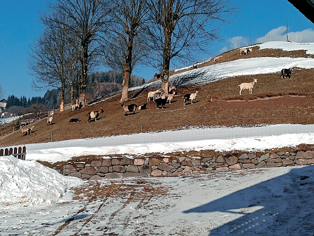 Местные жители пасут овец и коз прямо возле своих домов, и, похоже, снег этому не помеха